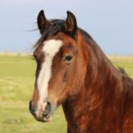 Konie sennik - co oznacza sen o koniach?